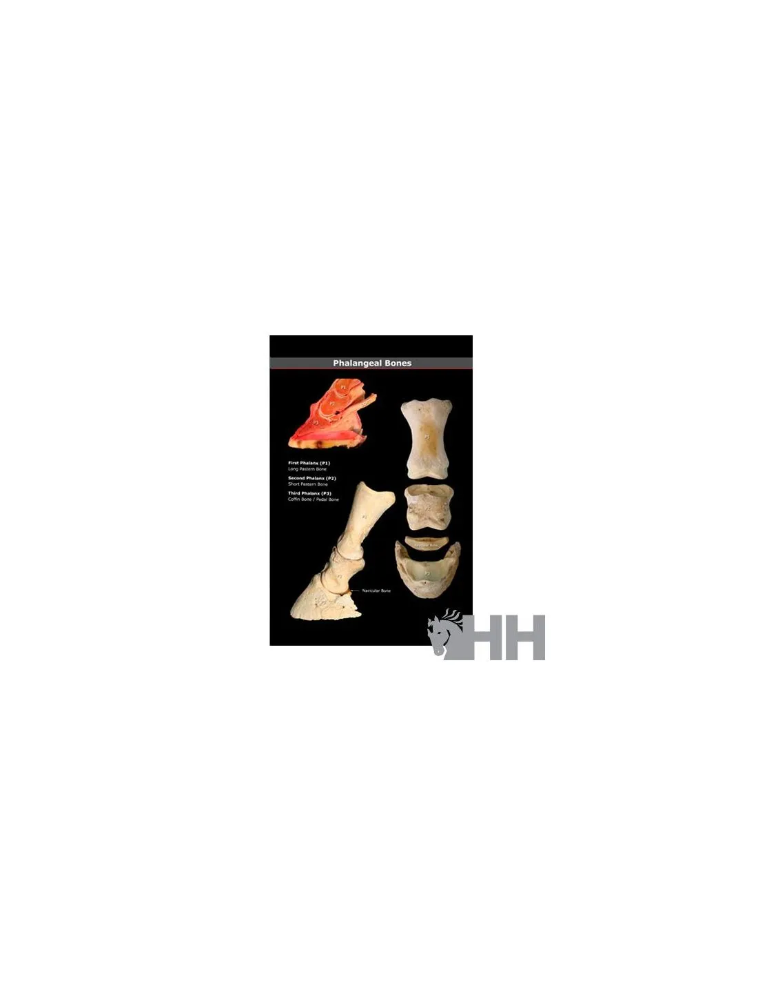 LIBRO GUIA VISUAL EXTREMIDADES Y CASCO DEL CABALLO (INGLES)